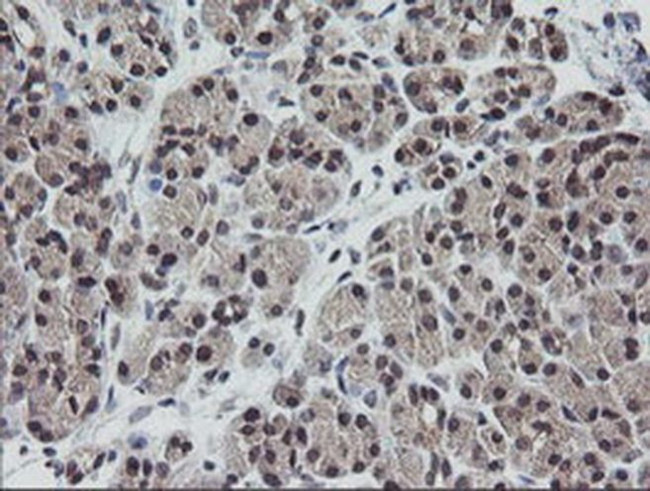 ETS2 Antibody in Immunohistochemistry (Paraffin) (IHC (P))