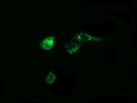 PTGES2 Antibody in Immunocytochemistry (ICC/IF)