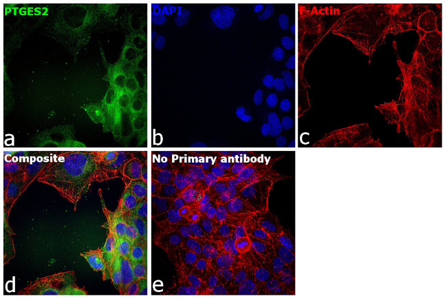 PTGES2 Antibody in Immunocytochemistry (ICC/IF)