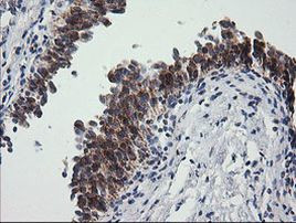 PTGES2 Antibody in Immunohistochemistry (Paraffin) (IHC (P))