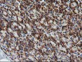 PTGES2 Antibody in Immunohistochemistry (Paraffin) (IHC (P))