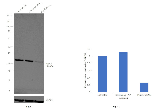 PTGES2 Antibody