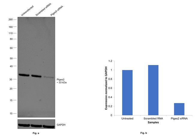 PTGES2 Antibody in Western Blot (WB)