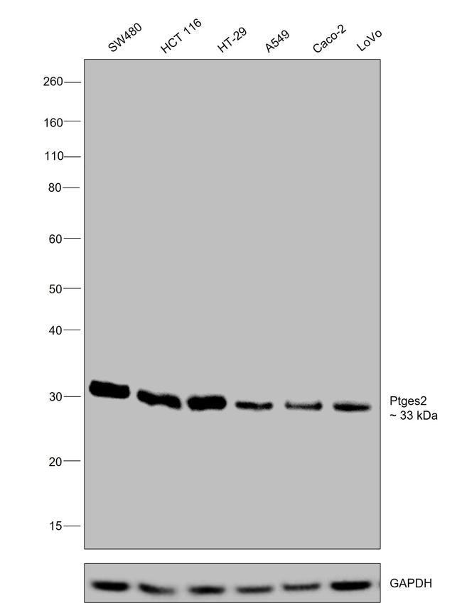 PTGES2 Antibody in Western Blot (WB)