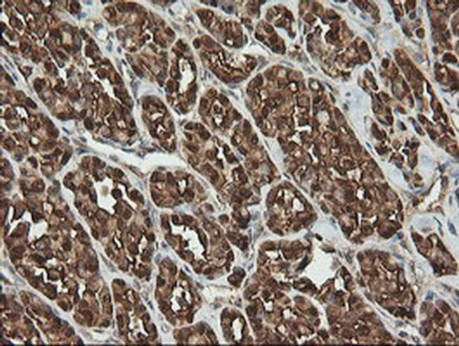 PGD Antibody in Immunohistochemistry (Paraffin) (IHC (P))