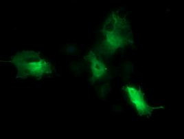 CDC123 Antibody in Immunocytochemistry (ICC/IF)