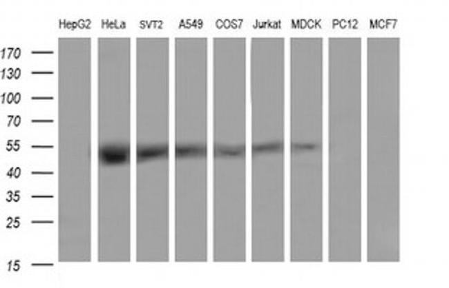 TRMU Antibody in Western Blot (WB)