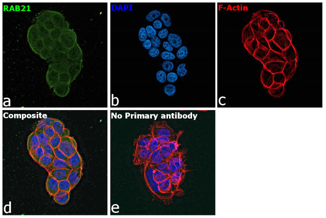 RAB21 Antibody in Immunocytochemistry (ICC/IF)