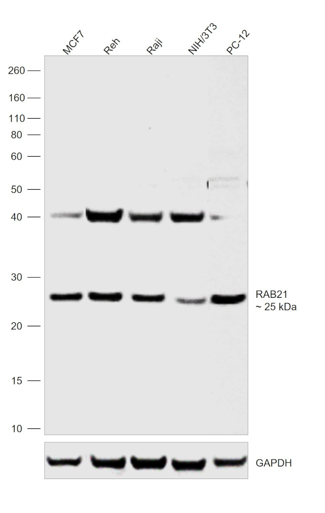 RAB21 Antibody in Western Blot (WB)