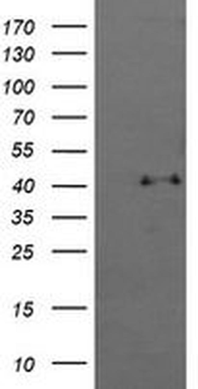 SAPK4 Antibody in Western Blot (WB)