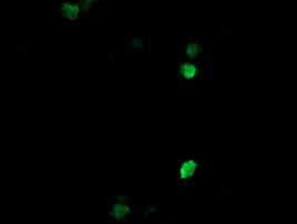 COPS6 Antibody in Immunocytochemistry (ICC/IF)