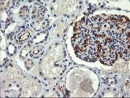 COPS6 Antibody in Immunohistochemistry (Paraffin) (IHC (P))