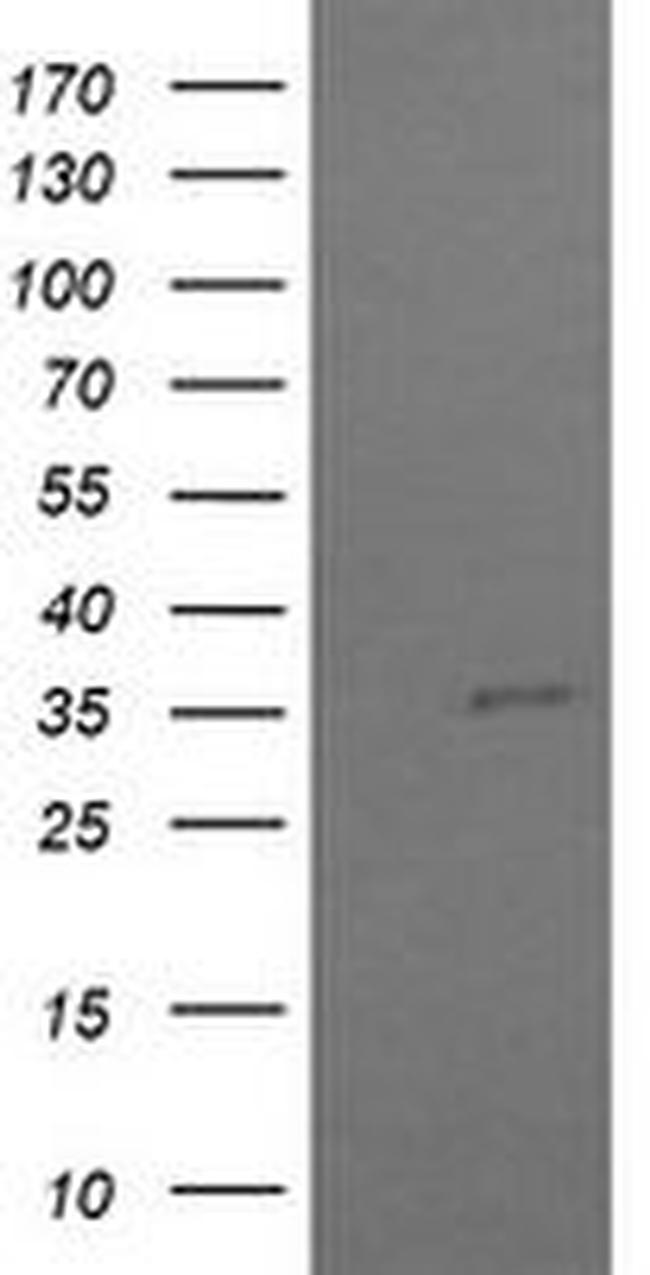 COPS6 Antibody in Western Blot (WB)