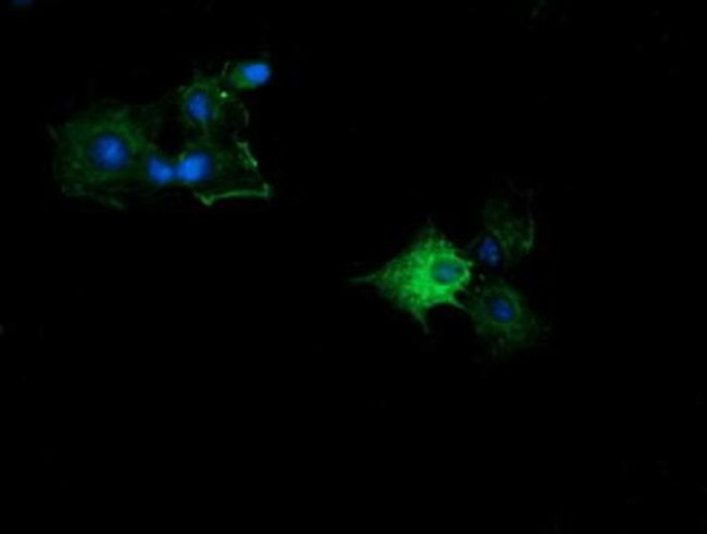 Kallikrein 8 Antibody in Immunocytochemistry (ICC/IF)