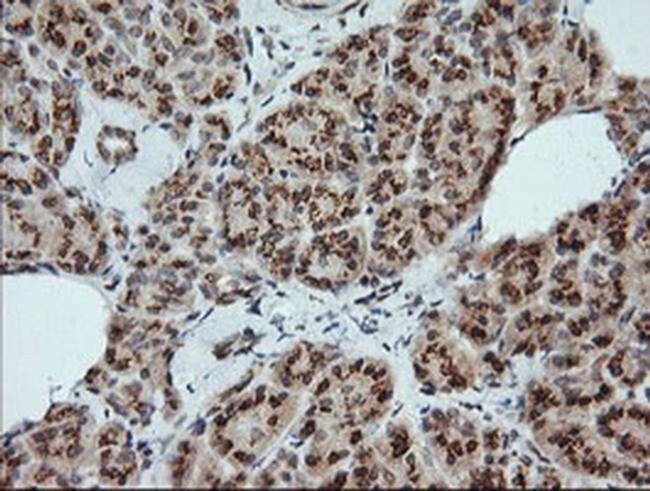 Kallikrein 8 Antibody in Immunohistochemistry (Paraffin) (IHC (P))