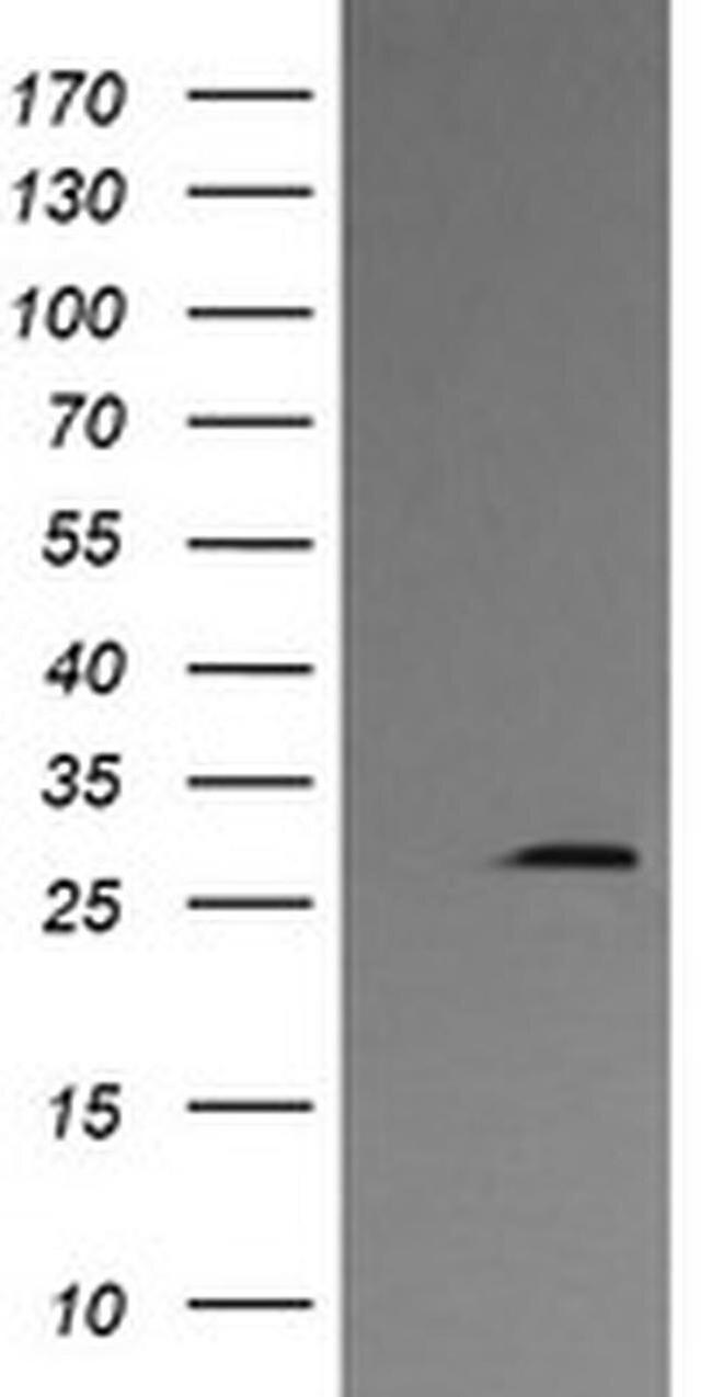 Kallikrein 8 Antibody in Western Blot (WB)