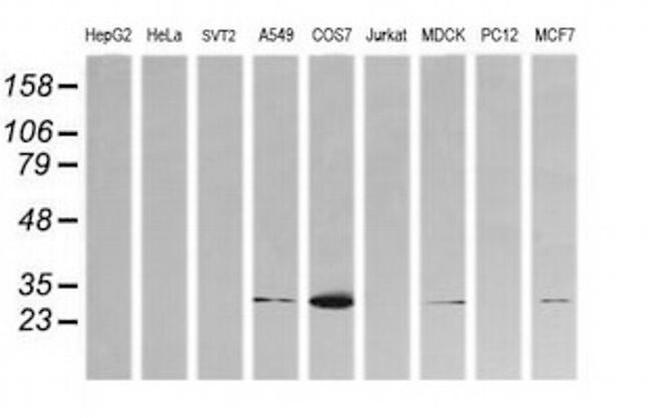 Kallikrein 8 Antibody in Western Blot (WB)