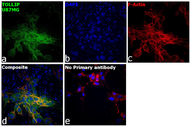 TOLLIP Antibody in Immunocytochemistry (ICC/IF)