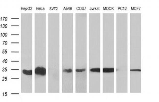 TMX Antibody in Western Blot (WB)