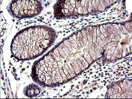 SHBG Antibody in Immunohistochemistry (Paraffin) (IHC (P))