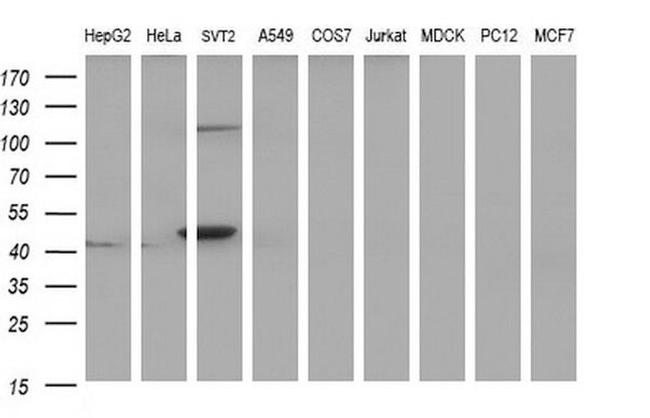 PAAF1 Antibody in Western Blot (WB)