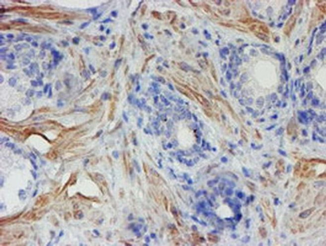 XTP4 Antibody in Immunohistochemistry (Paraffin) (IHC (P))