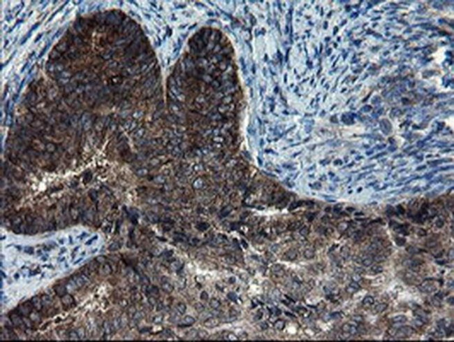 CNOT4 Antibody in Immunohistochemistry (Paraffin) (IHC (P))