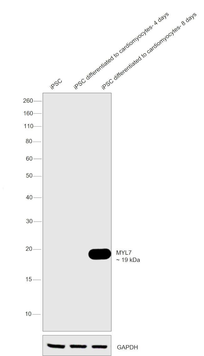 MYL7 Antibody in Western Blot (WB)