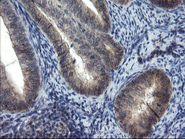 MRPS27 Antibody in Immunohistochemistry (Paraffin) (IHC (P))