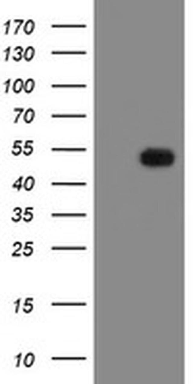 MRPS27 Antibody in Western Blot (WB)