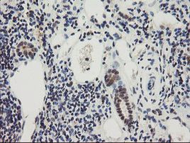 RBPMS Antibody in Immunohistochemistry (Paraffin) (IHC (P))