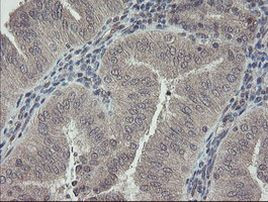 RBPMS Antibody in Immunohistochemistry (Paraffin) (IHC (P))