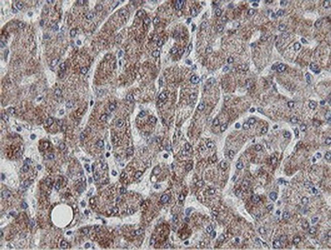 MRPS27 Antibody in Immunohistochemistry (Paraffin) (IHC (P))