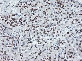 MEIS3 Antibody in Immunohistochemistry (Paraffin) (IHC (P))