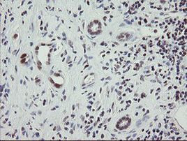 RFC2 Antibody in Immunohistochemistry (Paraffin) (IHC (P))