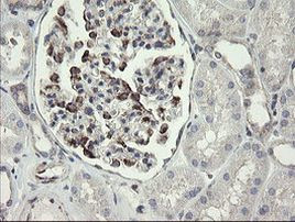 METAP2 Antibody in Immunohistochemistry (Paraffin) (IHC (P))