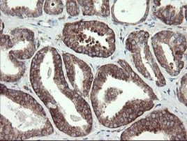 METAP2 Antibody in Immunohistochemistry (Paraffin) (IHC (P))