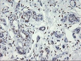 MAFB Antibody in Immunohistochemistry (Paraffin) (IHC (P))