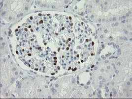 MAFB Antibody in Immunohistochemistry (Paraffin) (IHC (P))