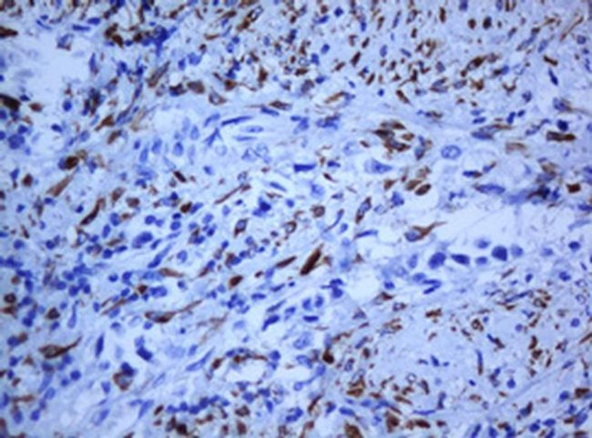 HIF3A Antibody in Immunohistochemistry (Paraffin) (IHC (P))