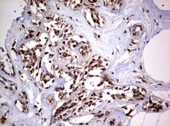 USP44 Antibody in Immunohistochemistry (Paraffin) (IHC (P))