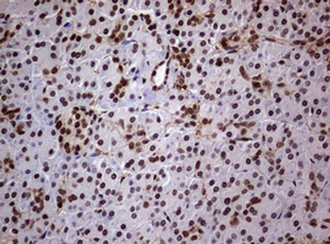 USP44 Antibody in Immunohistochemistry (Paraffin) (IHC (P))