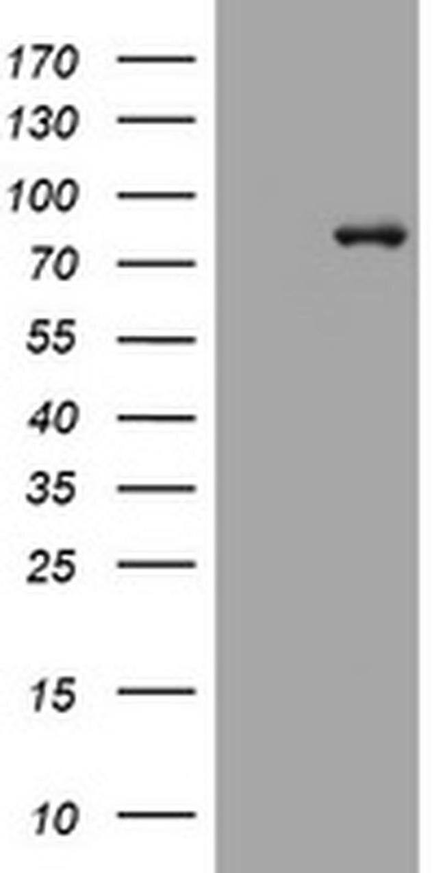 MFN1 Antibody in Western Blot (WB)
