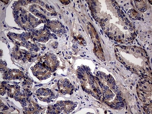 PYDC1 Antibody in Immunohistochemistry (Paraffin) (IHC (P))