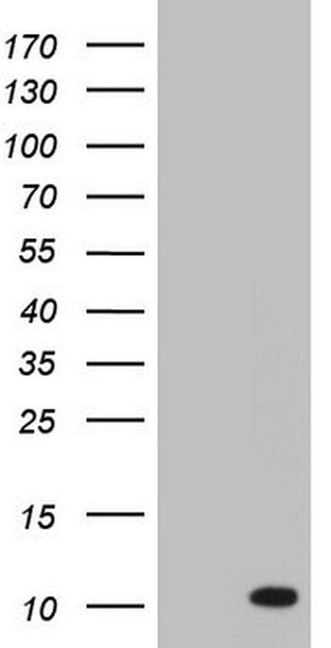 PYDC1 Antibody in Western Blot (WB)