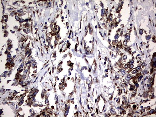 DDOST Antibody in Immunohistochemistry (Paraffin) (IHC (P))