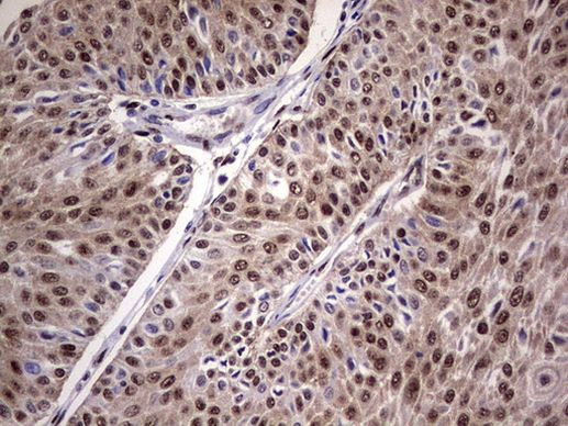 RTRAF Antibody in Immunohistochemistry (Paraffin) (IHC (P))