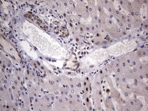 RTRAF Antibody in Immunohistochemistry (Paraffin) (IHC (P))