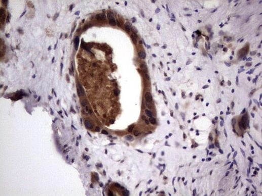 UFD1L Antibody in Immunohistochemistry (Paraffin) (IHC (P))