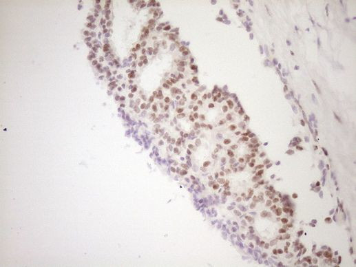 TFPI Antibody in Immunohistochemistry (Paraffin) (IHC (P))